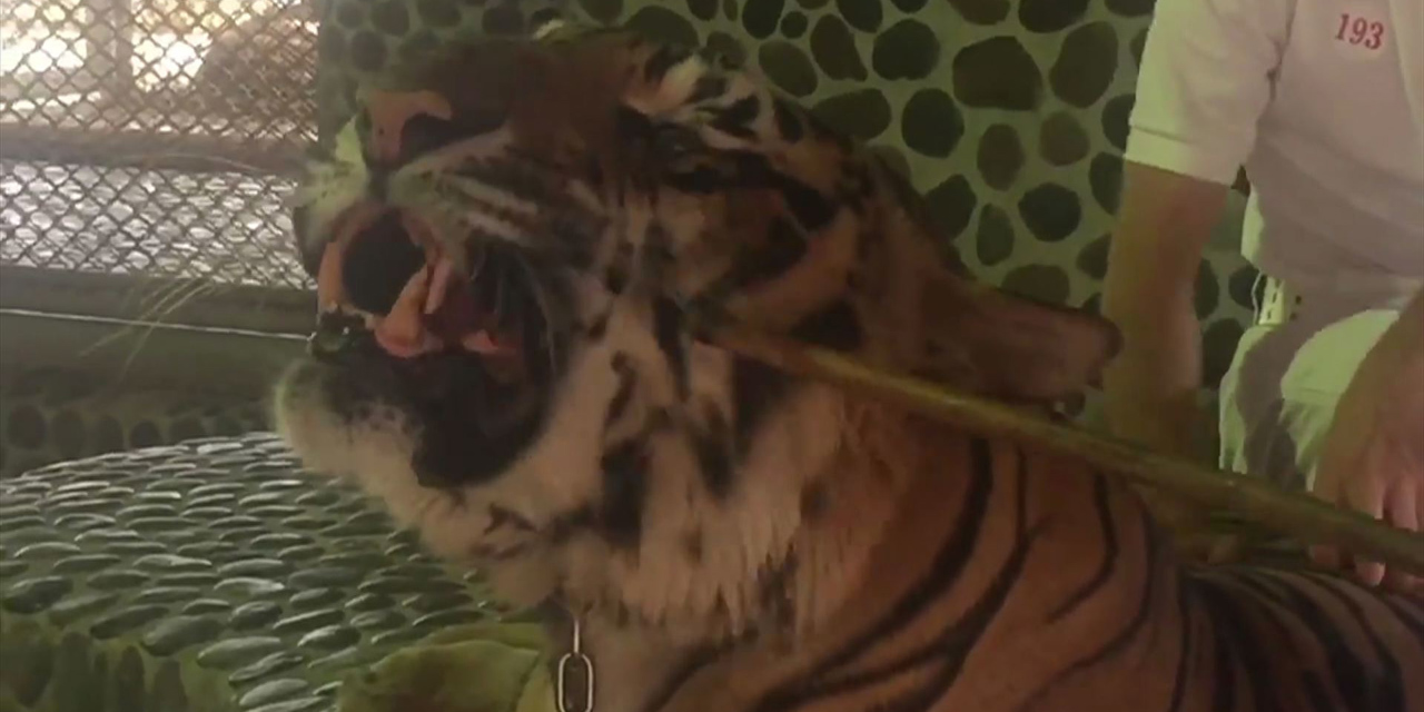 rencontre avec les tigres thailande