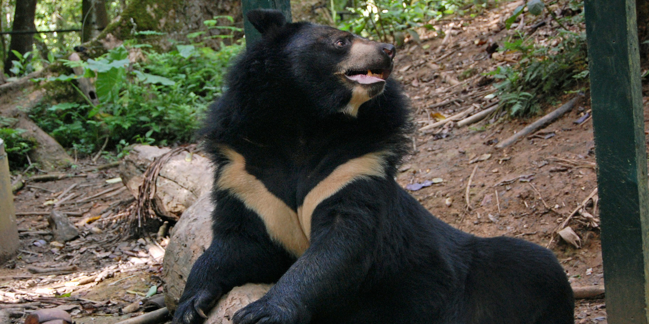 que faire en cas de rencontre avec un ours