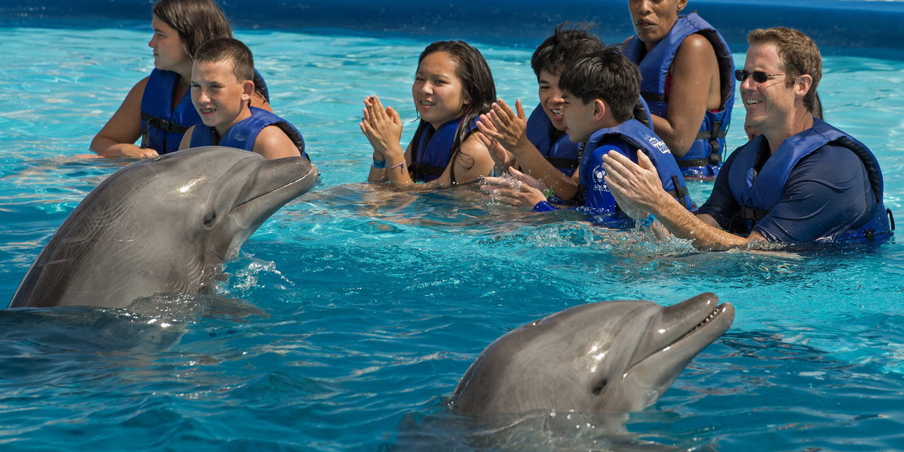 Les Etats Unis Veulent Interdire La Baignade Avec Des Dauphins A Hawai
