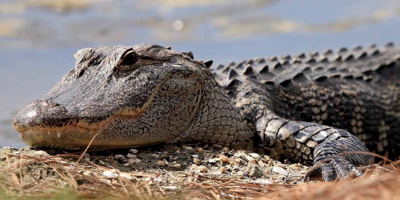 Mexique Attaque Par Un Crocodile Dans La Piscine D Un Complexe Touristique