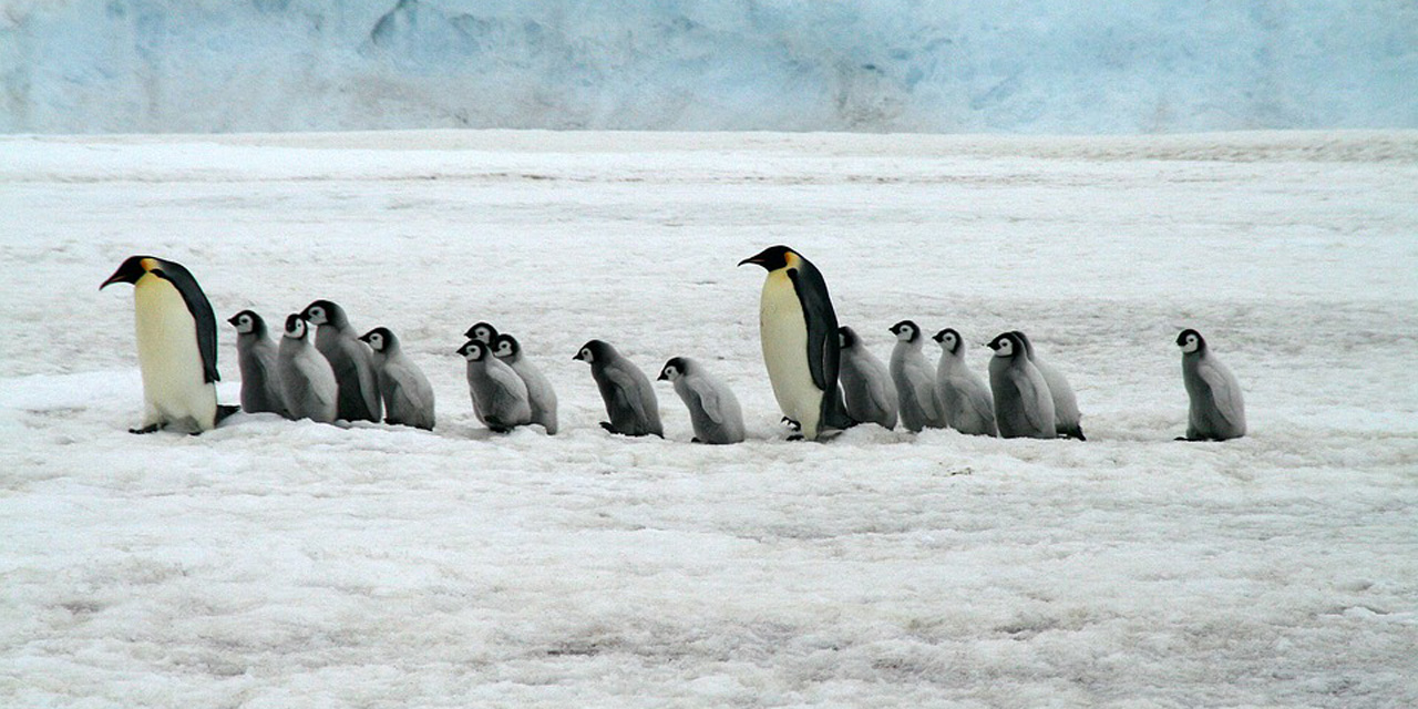 Serial Deaths For Babies Of An Emperor Penguin Colony