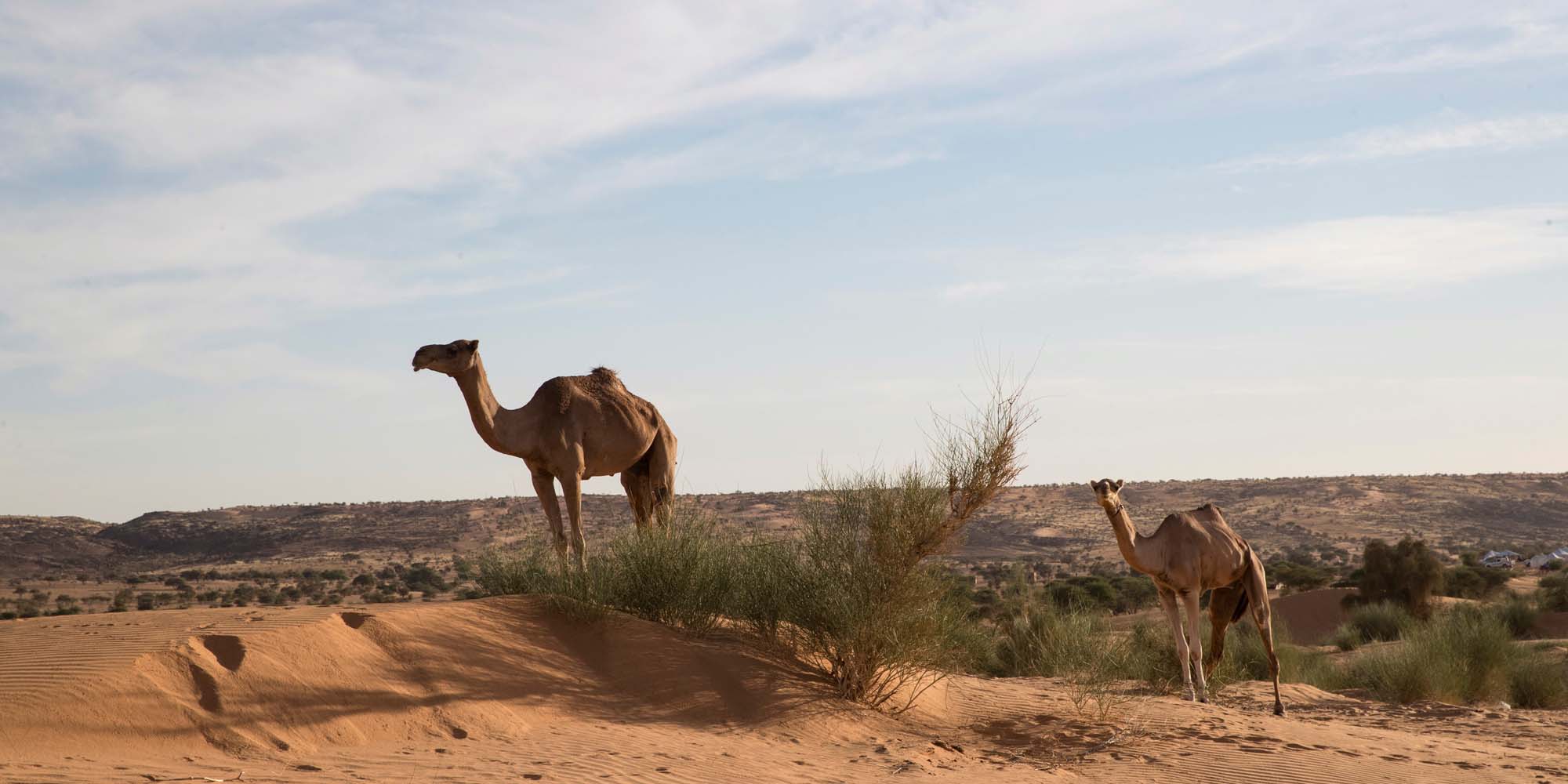 Secheresse En Australie Des Snipers Vont Abattre 10 000 Dromadaires Sauvages