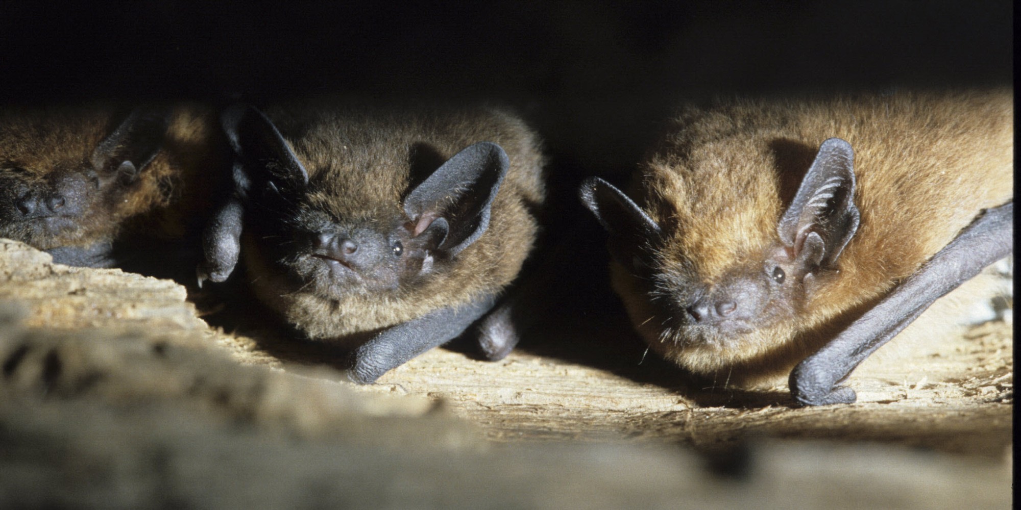 A new virus close to SARSCoV2 discovered in Chinese bats Teller Report
