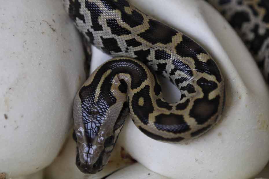 Un python géant rempli de 87 oeufs