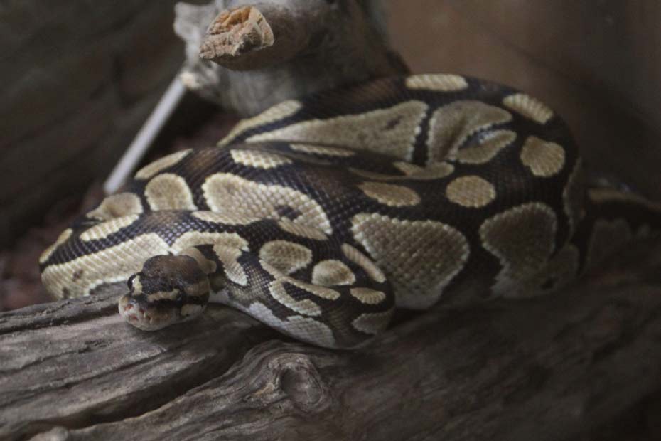Un Python Dier Un python peut-il étrangler deux enfants