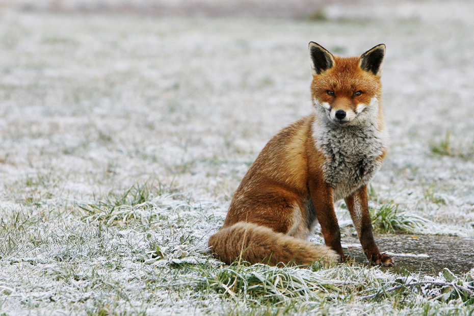 Un Renard Attaque Un Bebe A Londres