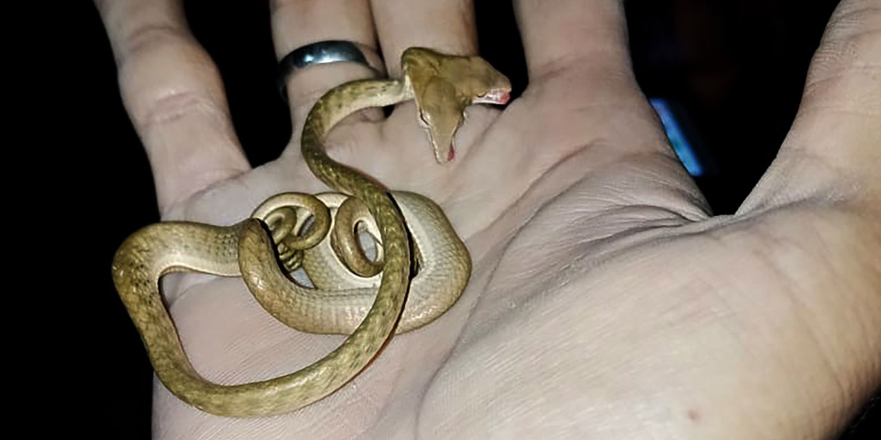 Un serpent à deux têtes découvert à Bali — free download