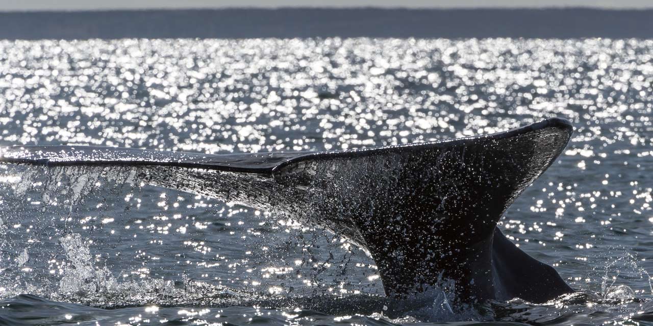 Une baleine grise bat le record de migration