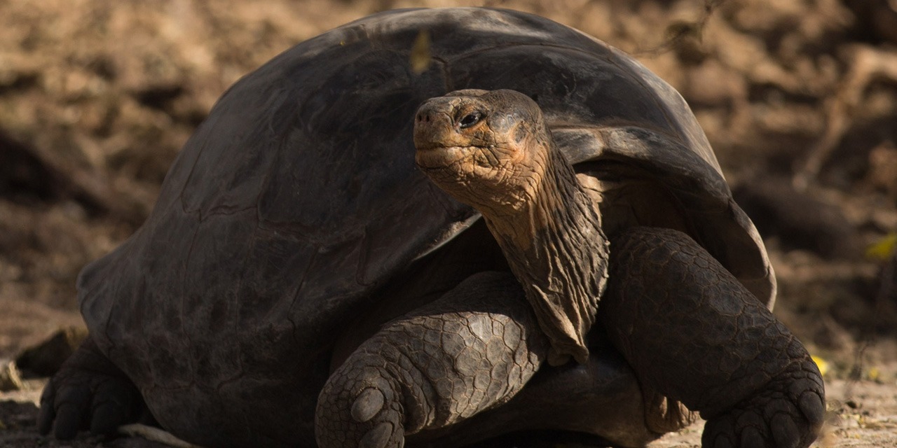 Une Tortue Geante D Une Espece Que L On Pensait Eteinte Decouverte Aux Galapagos Une Tortue Geante D Une Espece Que L On Pensait Eteinte Decouverte Aux Galapagos