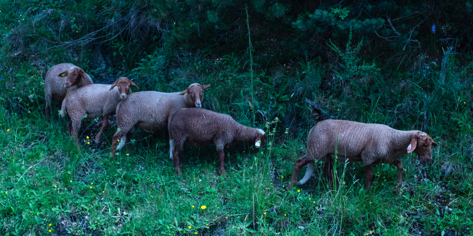 premier foyer en France d'un nouveau type de fièvre catarrhale ovine ...
