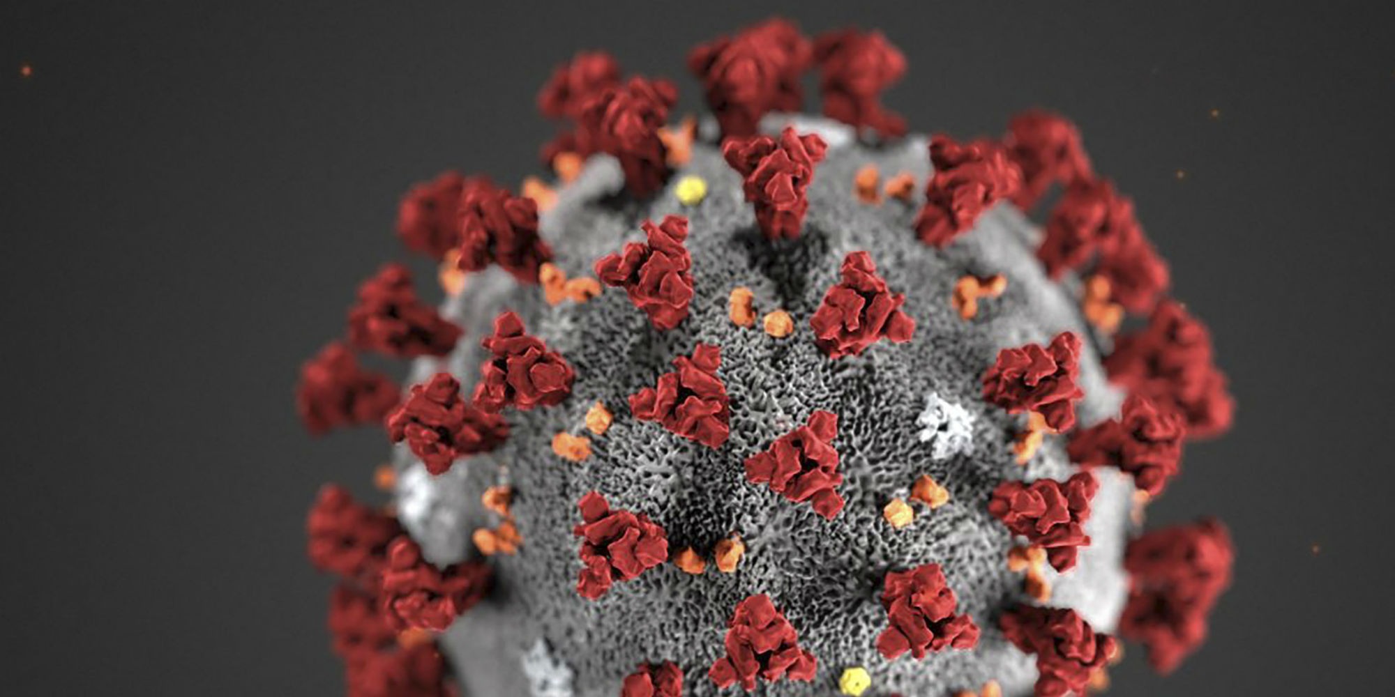Seductive tudca steroide