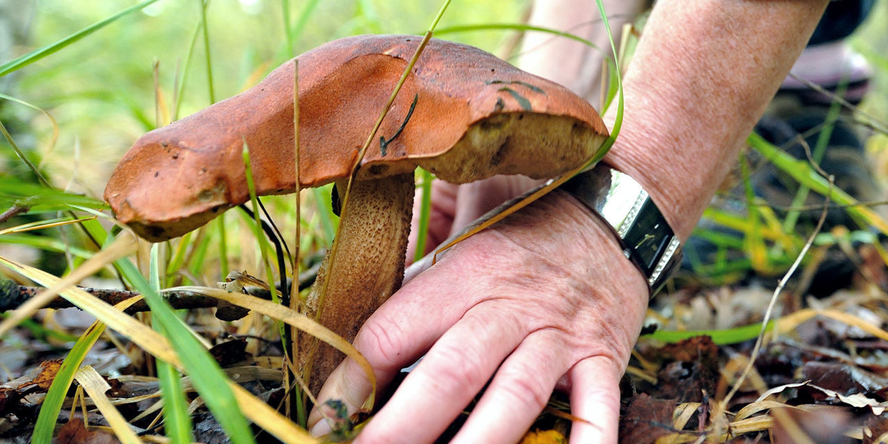 Cueillette des champignons : comment débuter sans danger
