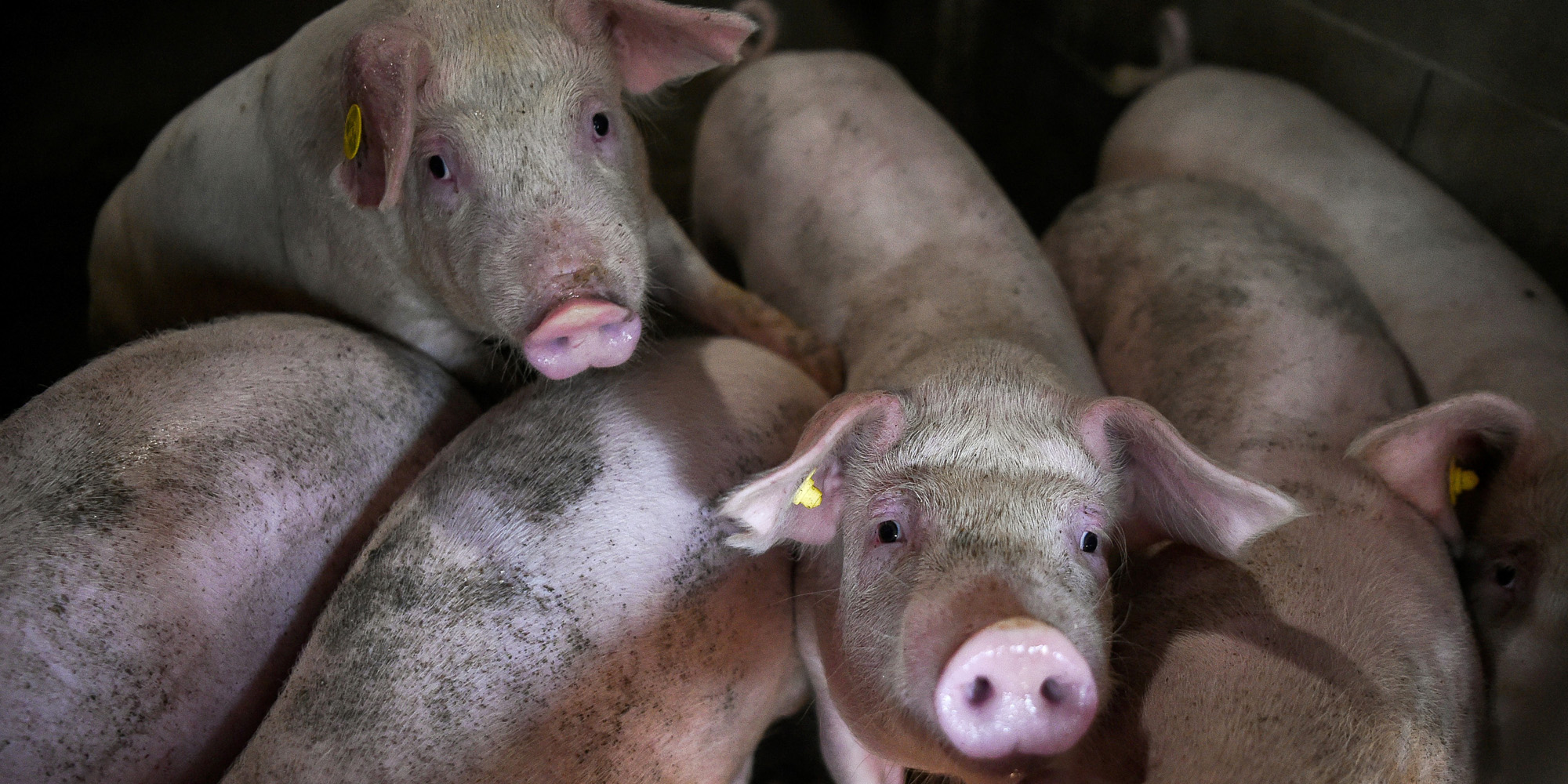 Grippe Porcine Faut-il s'inquiéter du nouveau virus de grippe porcine ?