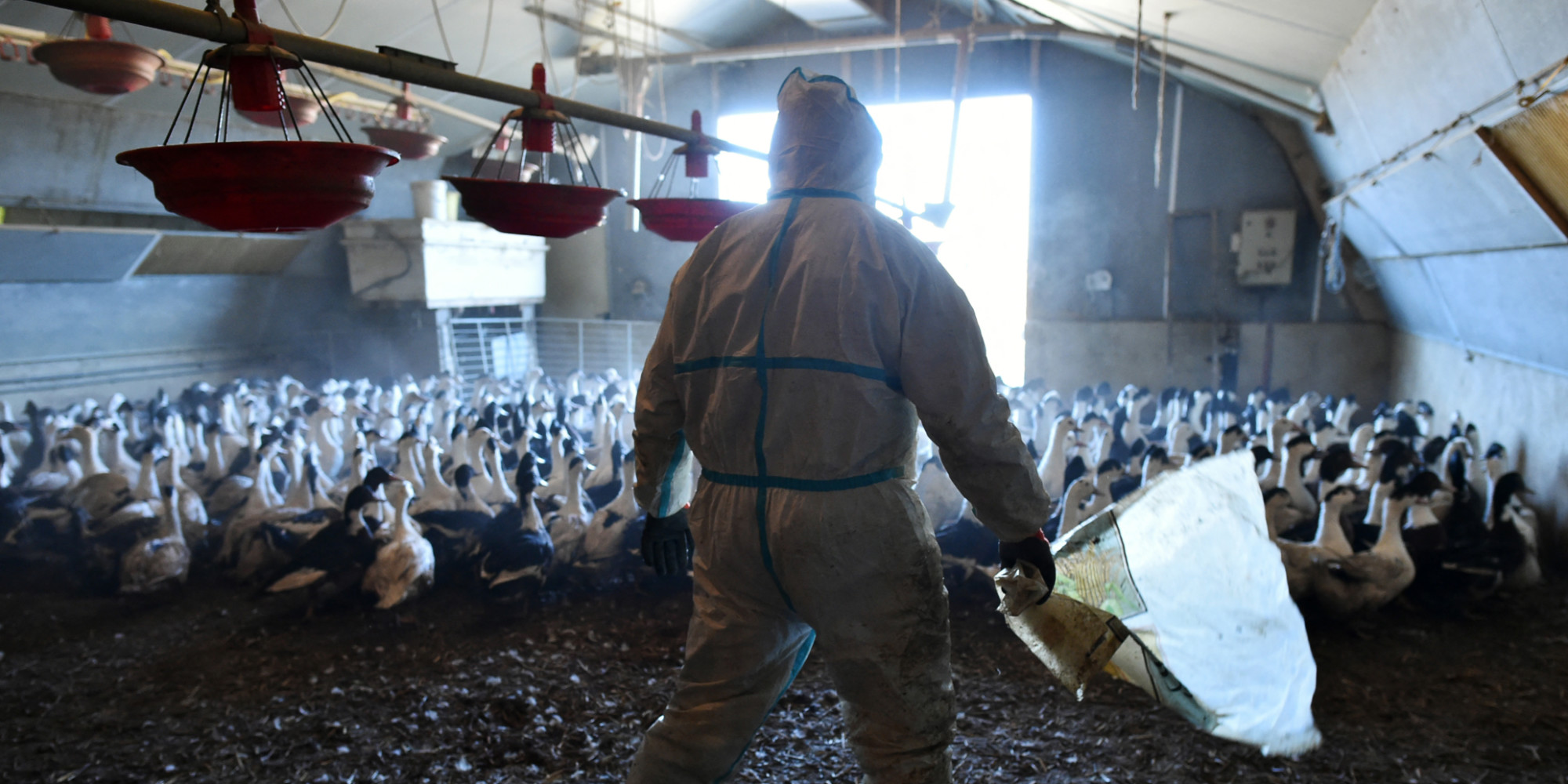 Grippe Aviaire H5n8 Pas De Risque Connu A Ce Jour Pour Les Humains En France