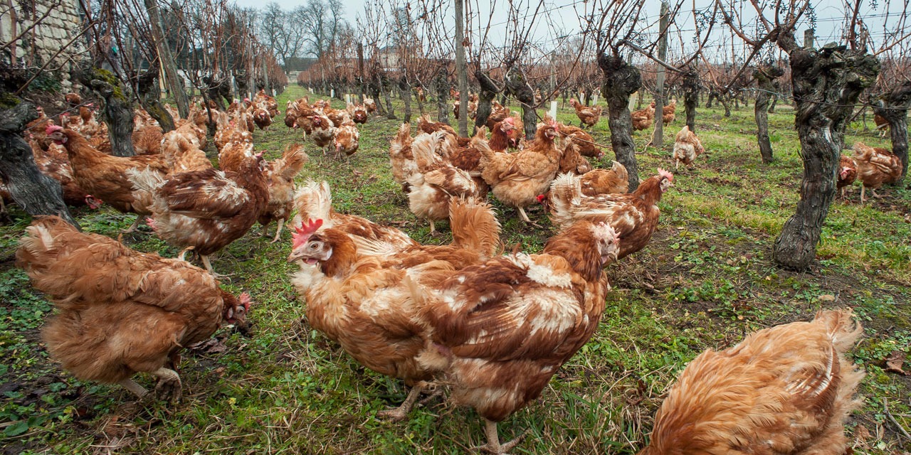 Grippe aviaire : la liste des embargos sur la volaille ...