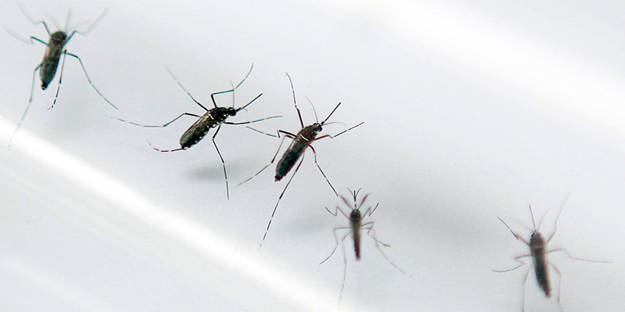 Le virus Zika est arrivé en Guyane et en Martinique