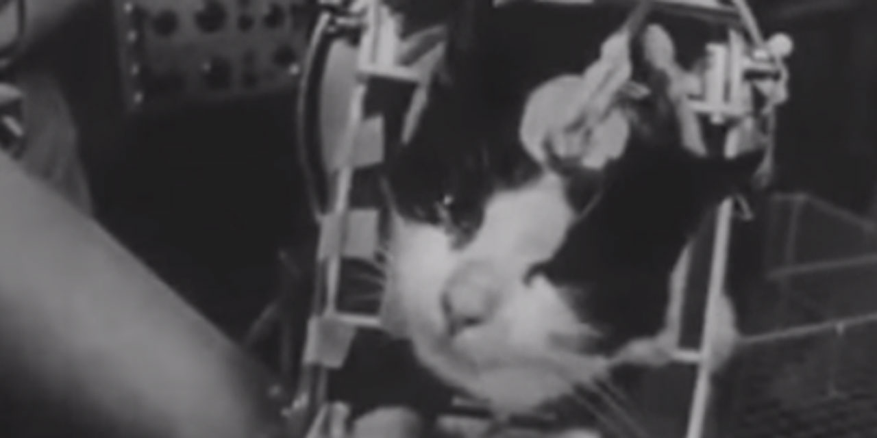 Bientôt une statue pour Félicette, le premier chat astronaute