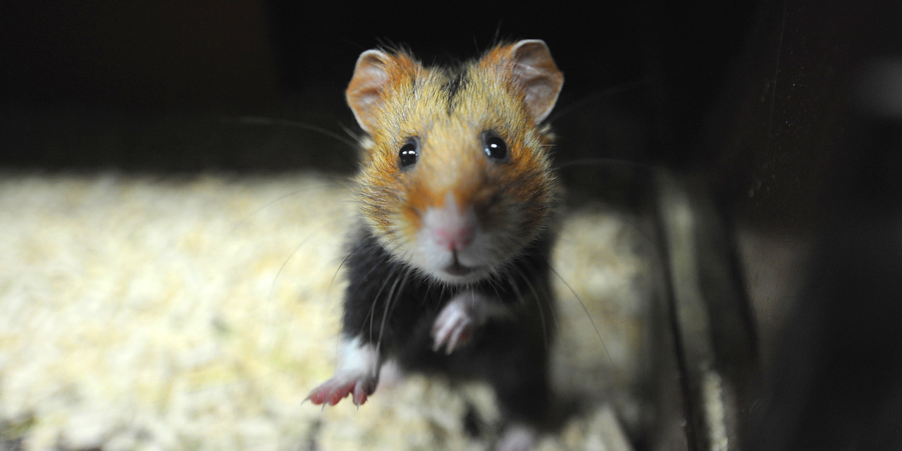 Ces Animaux Menacés De Disparition En France