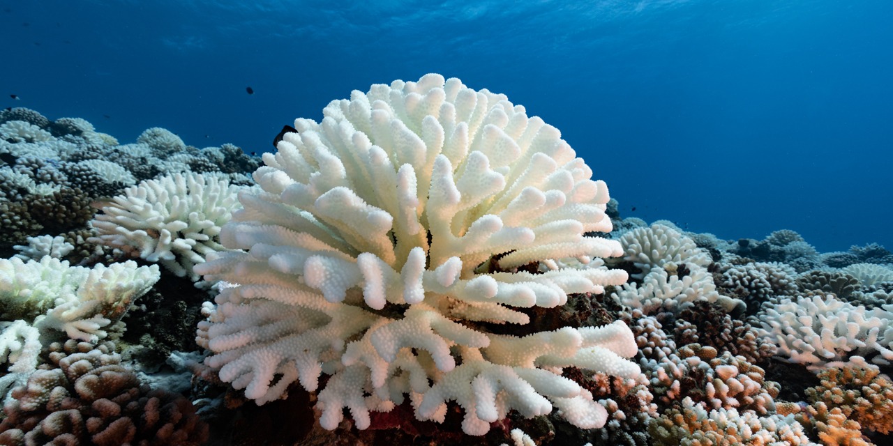 Des scientifiques font se reproduire du corail am ricain en