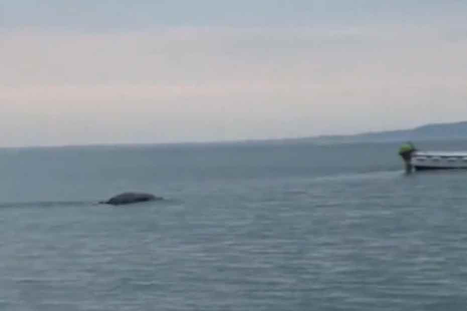 Ecosse Le Monstre Du Loch Ness A T Il Disparu