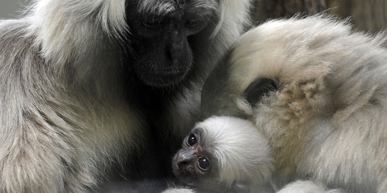 Espèces en voie d'extinction quelque 60 des primates sont menacés