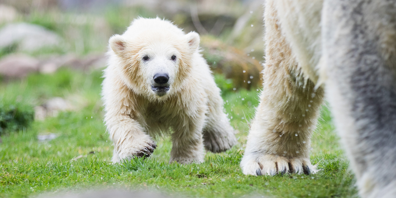 Internet Une Menace Pour Les Animaux Sauvages Une grande collection d'images drôles et de photos d'animaux. internet une menace pour les animaux sauvages
