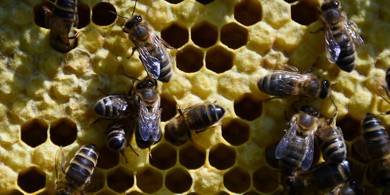La destruction de la nature menace l'humanit&eacute; "au moins autant" que le r&eacute;chauffement climatique