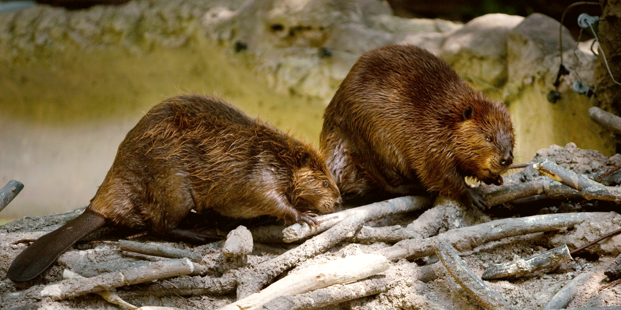 Le castor de retour en IledeFrance après des décennies d'absence