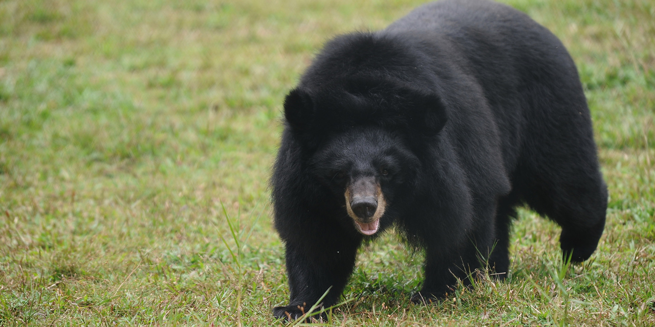 Le Yeti Un Ours Des Hautes Montagnes De L Asie Selon Des Analyses Adn