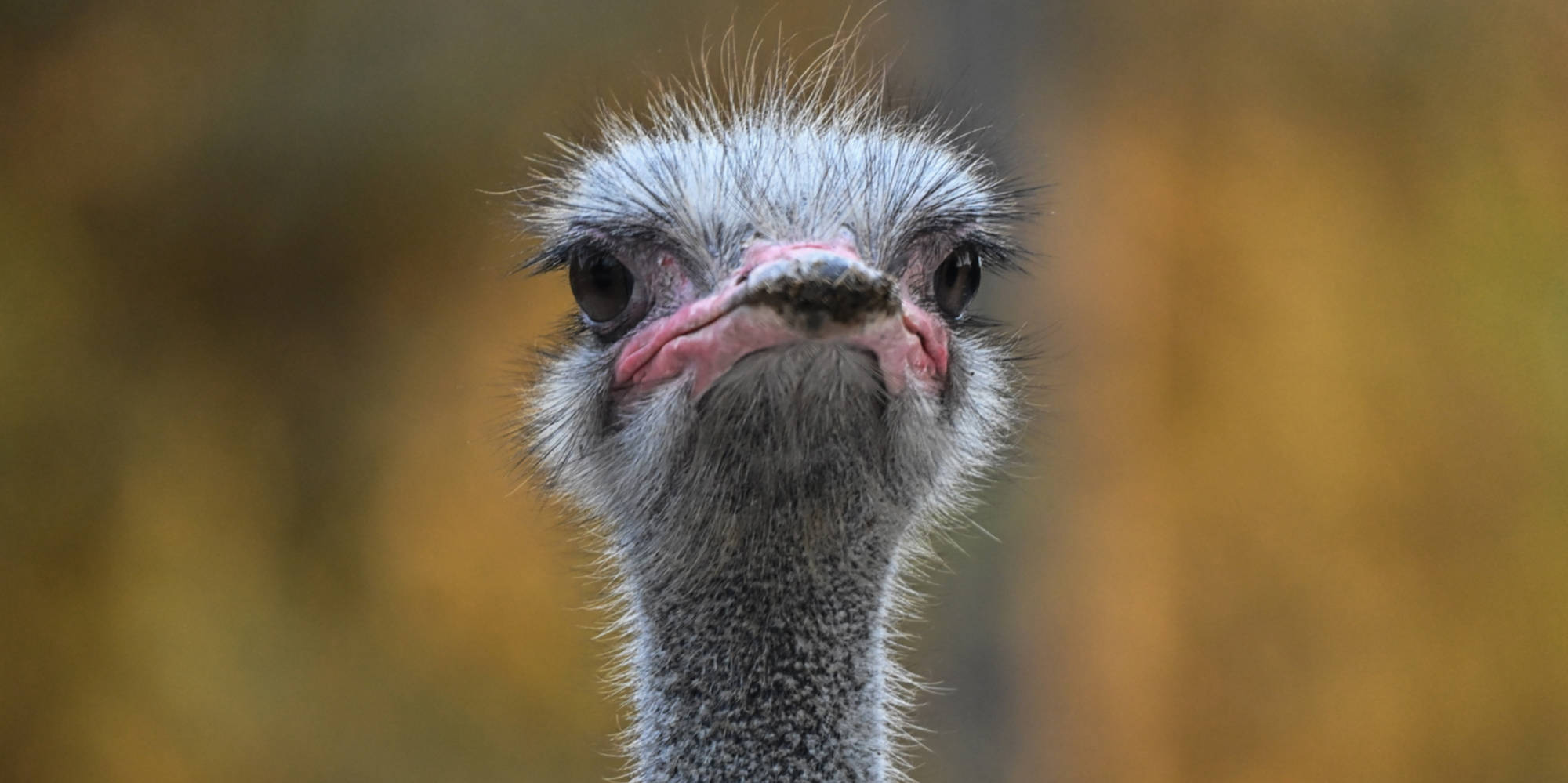 What Do We Know About Animal Sexuality World Today News