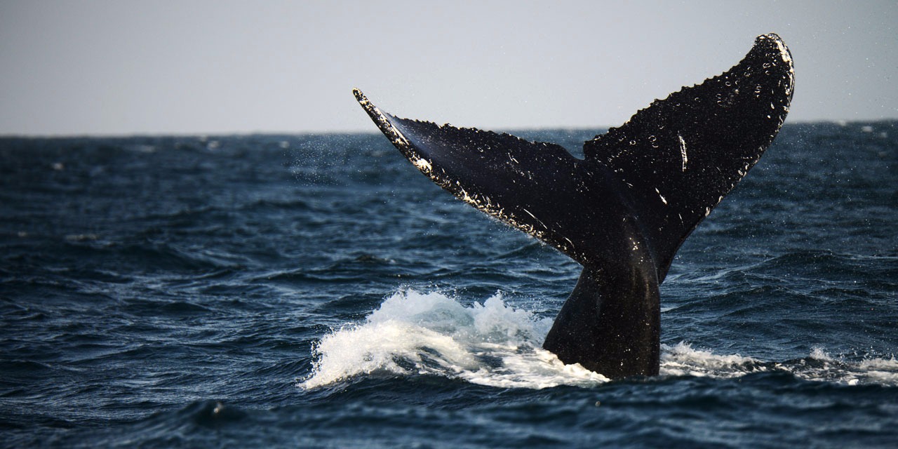 Taille De La Plus Grande Baleine Sciences : pourquoi les baleines bleues sont-elles si imposantes