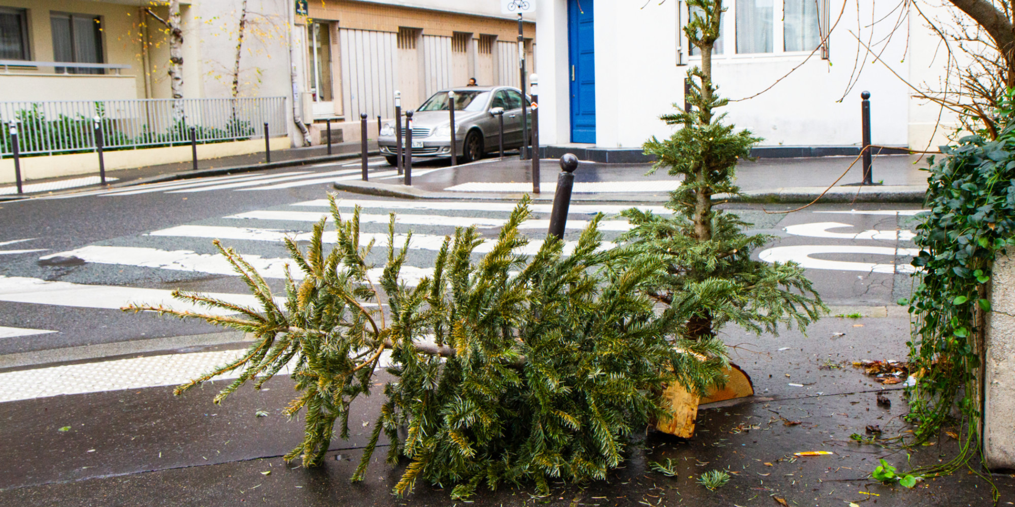 Fêtes terminées, sapins recyclés