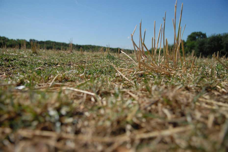 Pluie De Scuds C Est Quoi Agriculture : la pluie arrive trop tard