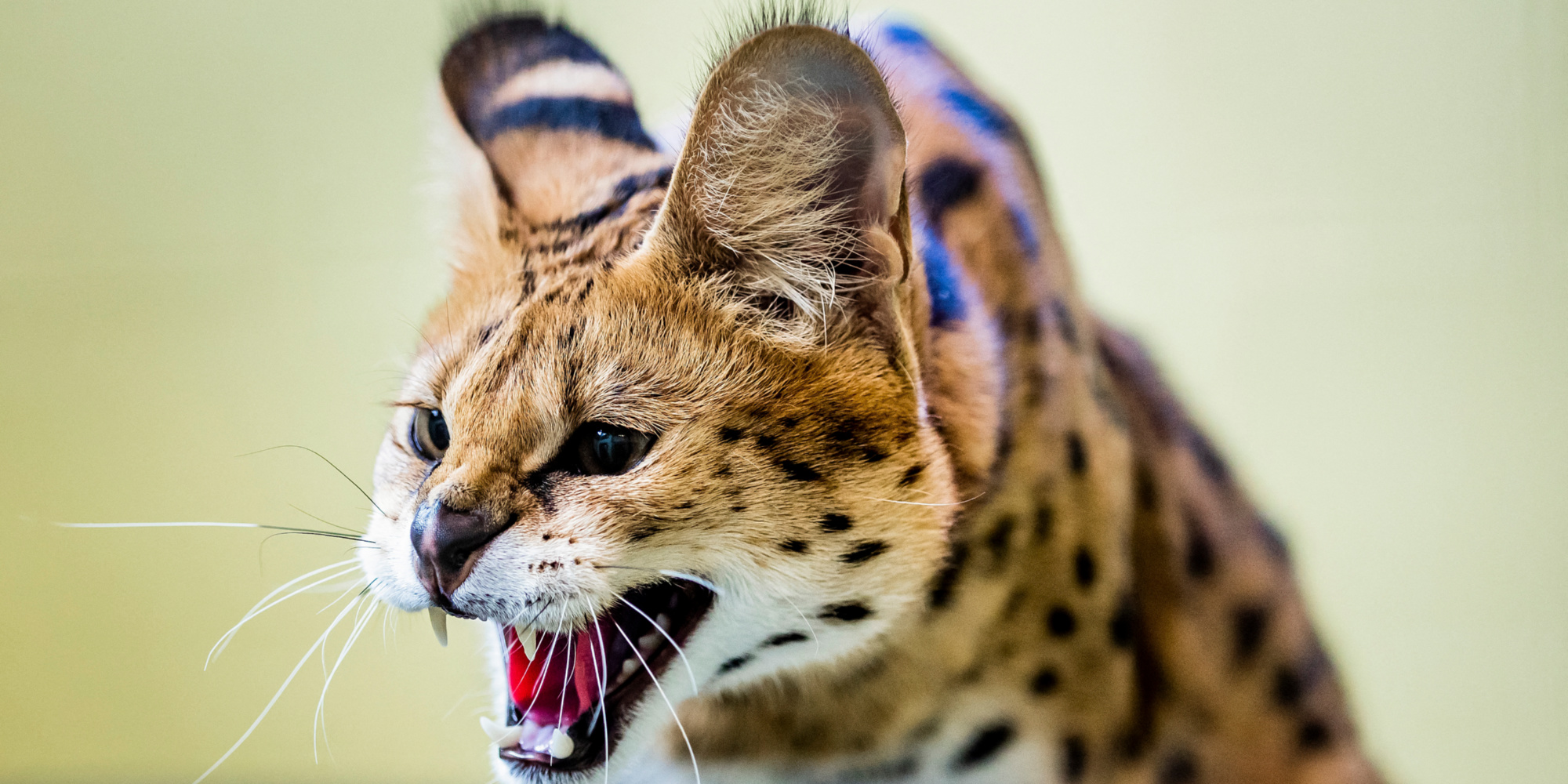 Animaux : le trafic de servals devient de plus en plus important en France