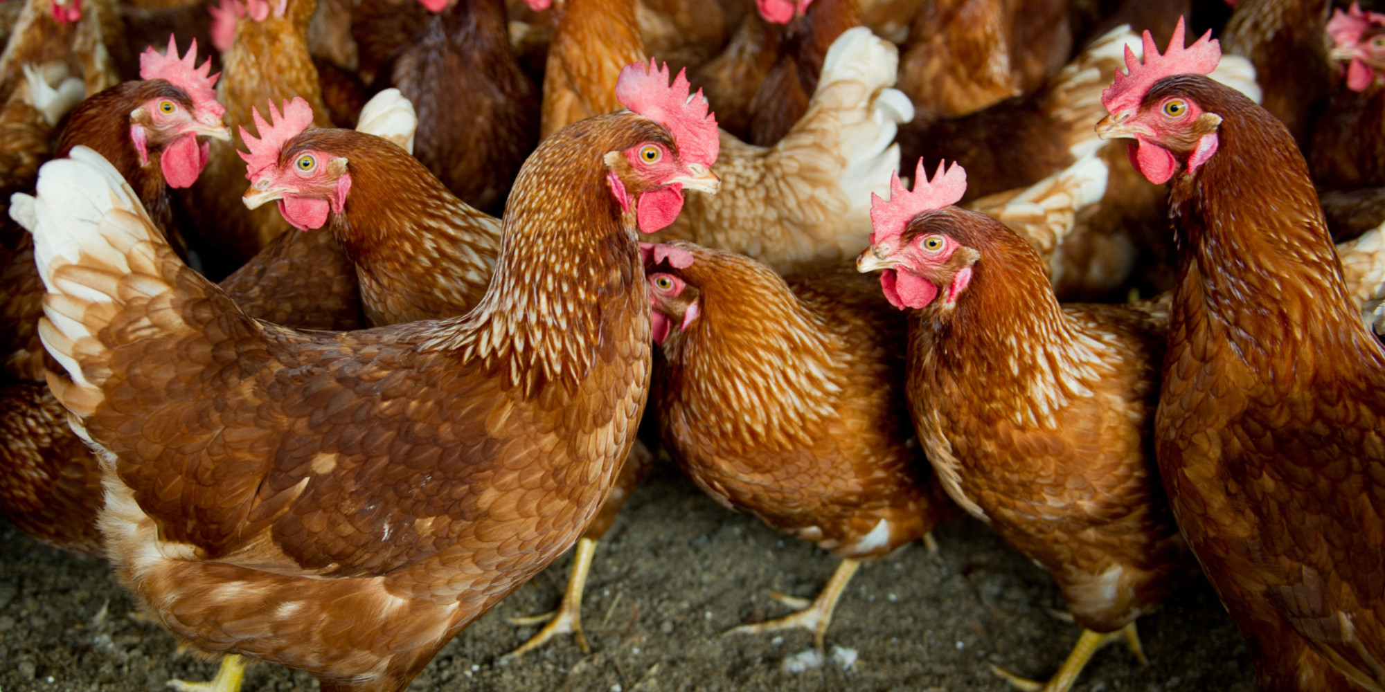 Bienêtre animal l'association L214 dénonce l'élevage de poules au