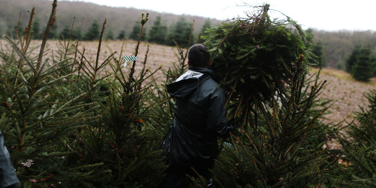 C Est Un Soulagement Les Francais Pourront Acheter Un Sapin De Noel