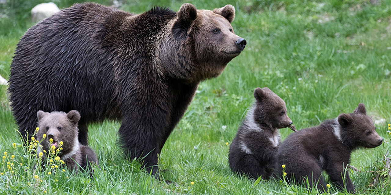 Vidéo de "chasse à l'ours" dans les Pyrénées : une enquête ouverte