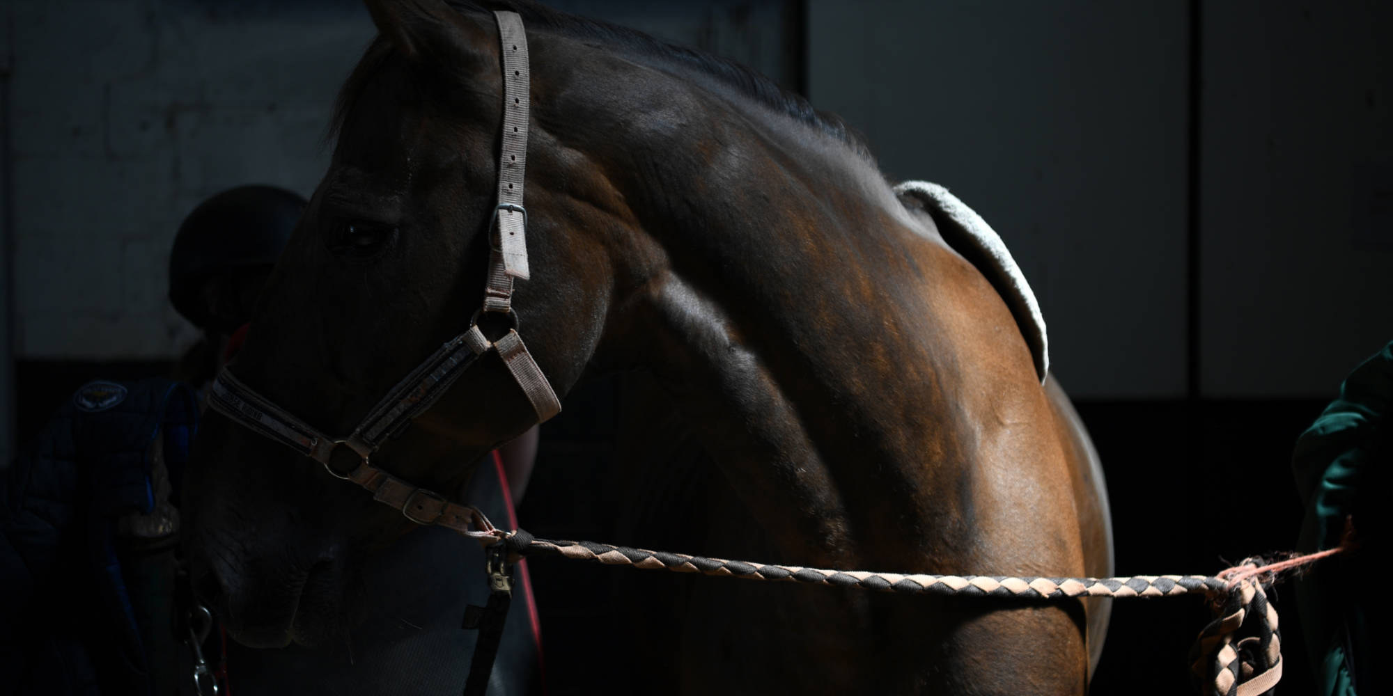 trotteur francais a sauver