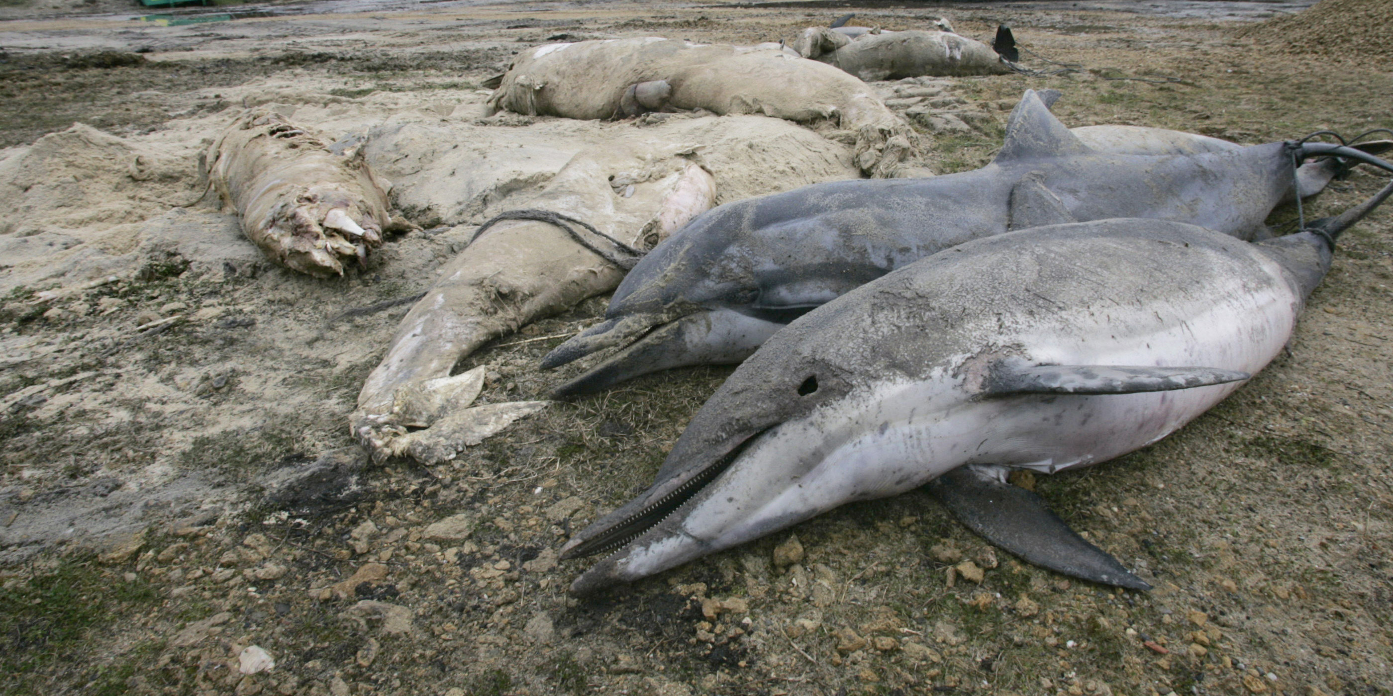 Dauphins Echoues Sur Nos Cotes La France Dans Le Viseur De Bruxelles Et Des Associations