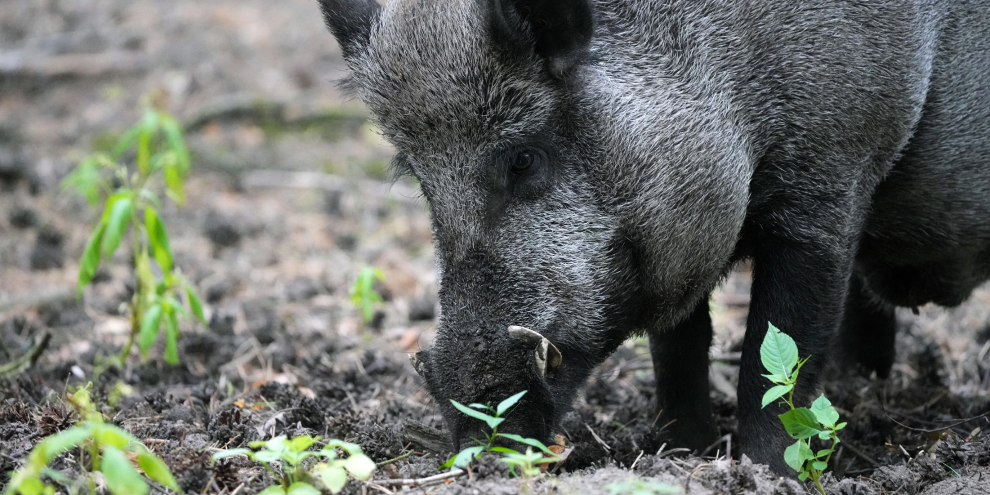 En Corrèze, Maurice le sanglier autorisé à rester dans sa famille d'accueil