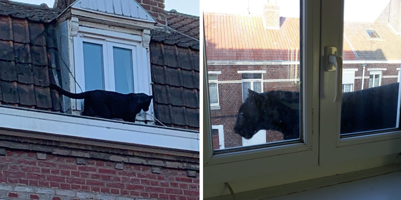 En Images Quand Une Panthere Noire Se Prend Pour Un Chat De Gouttiere A Armentieres