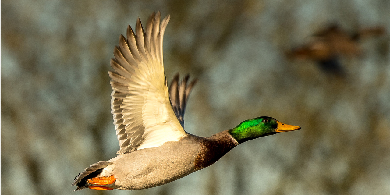Grippe aviaire : les professionnels de la filière canard ...