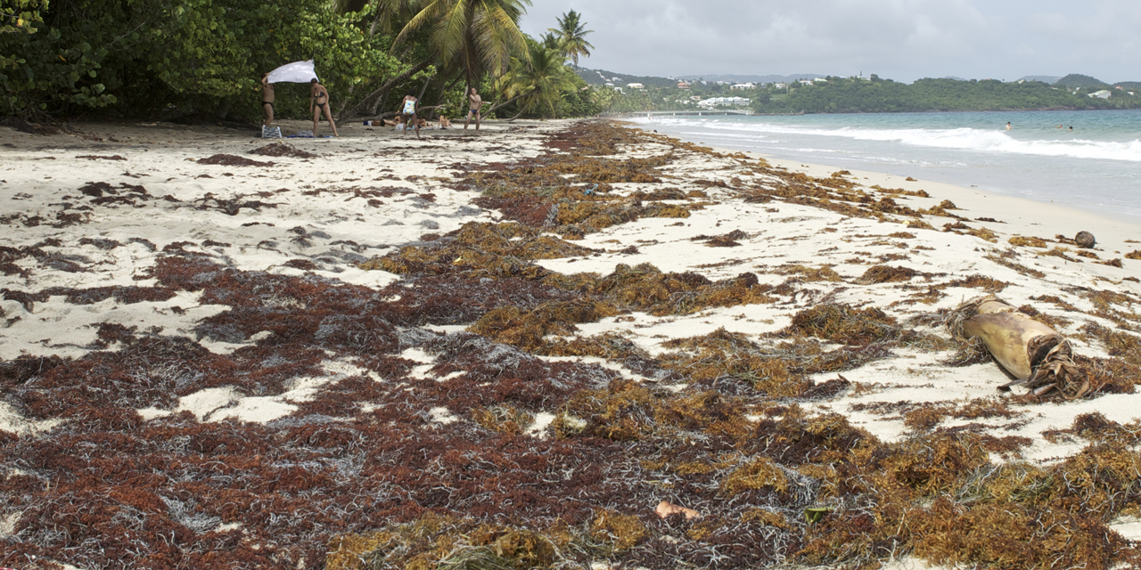 Sargassum, the toxic brown algae that brought Edouard Philippe to