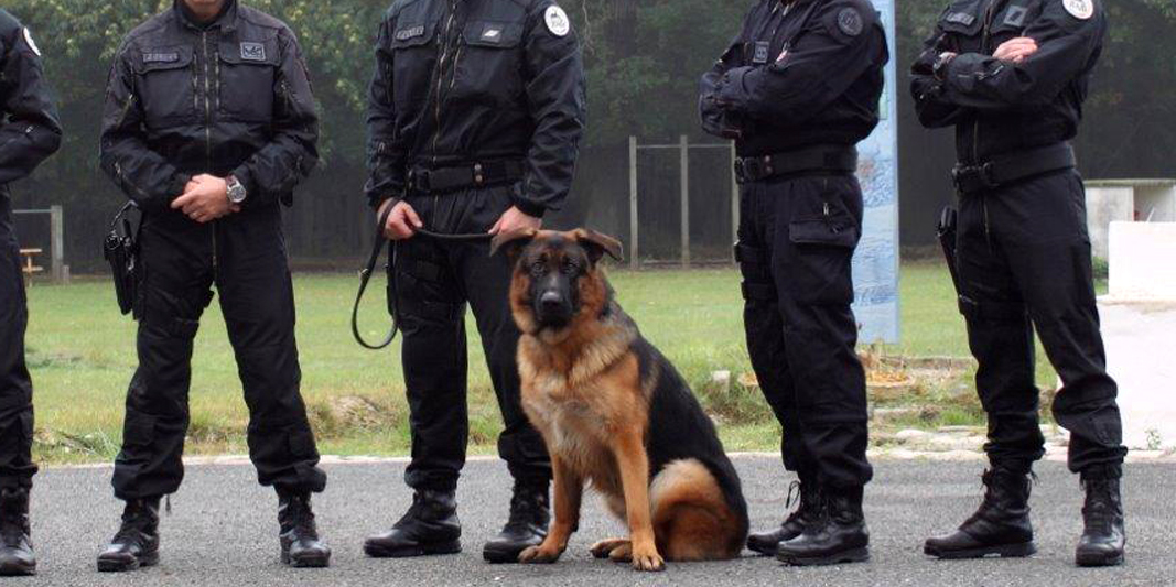 Le Chien Russe Qui Devait Remplacer Diesel Au Raid Juge Inapte Au