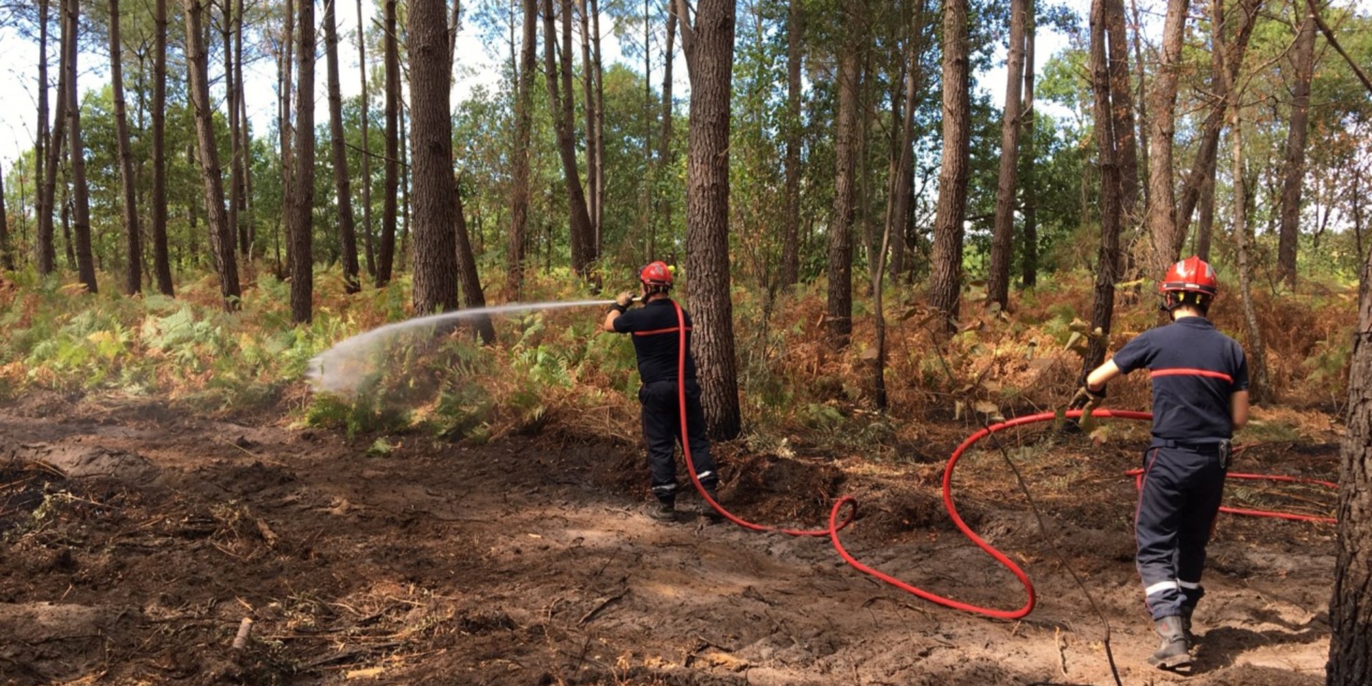 Fires why the evacuation of burnt trees in Gironde is necessary