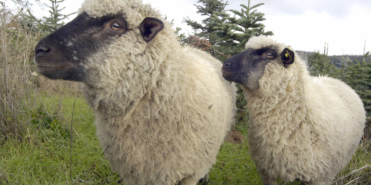Isere 15 Moutons Inscrits A L Ecole Pour Eviter Une Fermeture De Classe