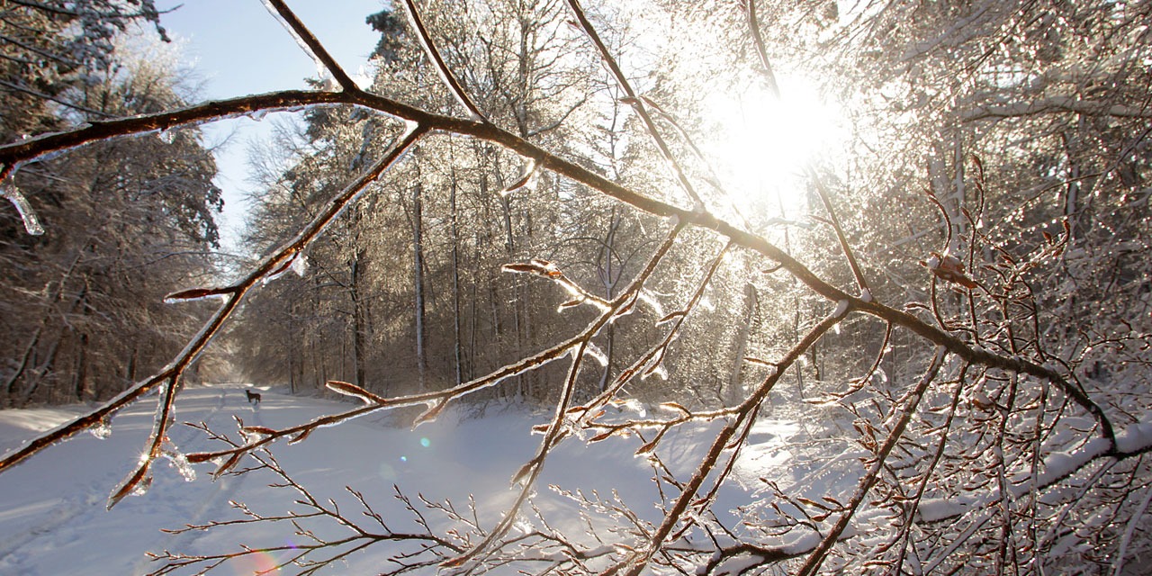La météo du mardi 20 novembre : neige, pluie et grisaille