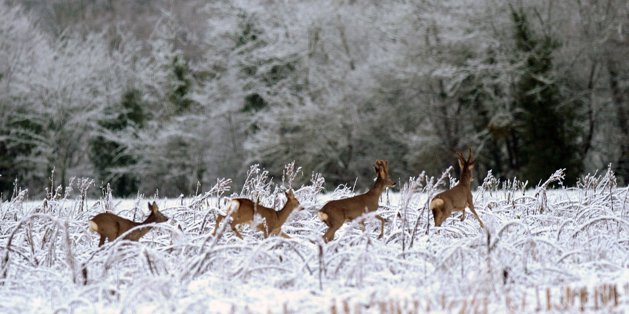 La Meteo Du Samedi 2 Janvier Vent Pluie Et Neige Au Programme