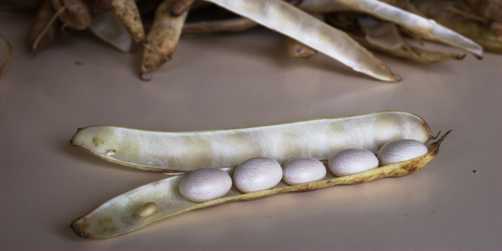 Comment Cultiver Les Coco De Paimpol Voici la méthode ancestrale pour récolter le délicieux coco de Paimpol