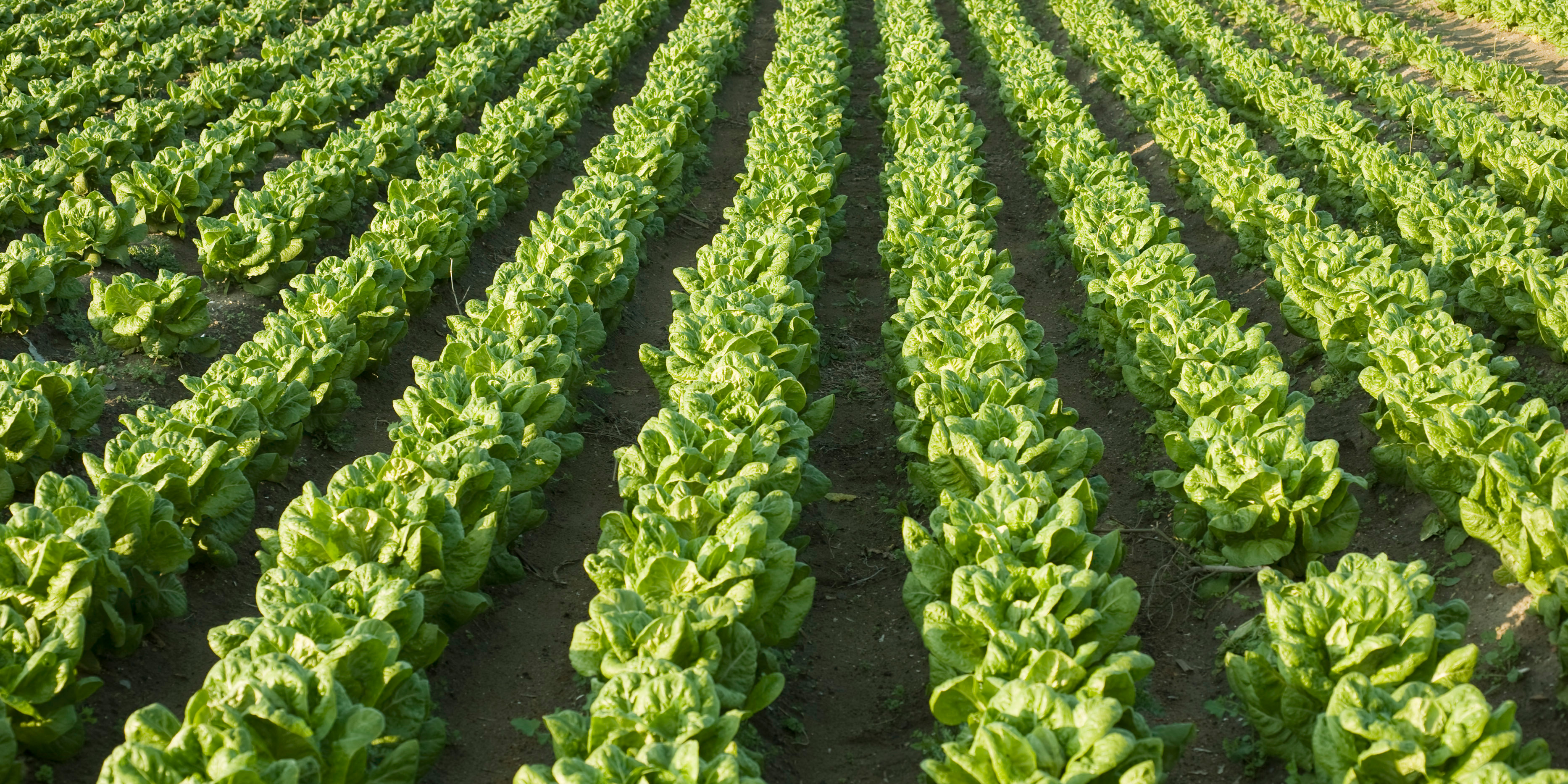 La production de la chicorée en danger ? Après l'interdiction du Bonalan, les agriculteurs...